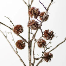 Load image into Gallery viewer, Sycamore Spray - Chocolate Brown