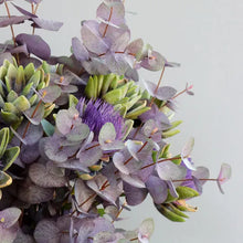 Load image into Gallery viewer, Eucalyptus Silver Dollar - Purple