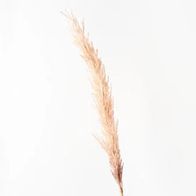 Load image into Gallery viewer, Plume Grass Seed Spray - Pink
