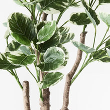 Load image into Gallery viewer, Peperomoides Plant - Variegated