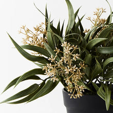 Load image into Gallery viewer, Eucalyptus Seed Bush In Pot