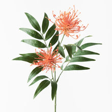 Load image into Gallery viewer, Grevillea Spray