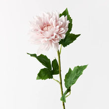 Load image into Gallery viewer, Dahlia - Soft Pink