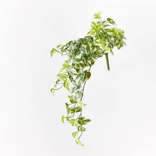 pothos hanging bush Pothos Hanging Bush