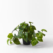 Load image into Gallery viewer, Pothos In Pot