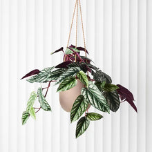 Load image into Gallery viewer, Pot Flo Hanging - Taupe Large