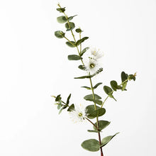 Load image into Gallery viewer, Eucalyptus Flowering Dollar
