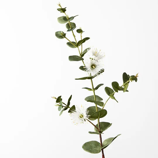 Eucalyptus Flowering Dollar
