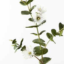 Load image into Gallery viewer, Eucalyptus Flowering Dollar
