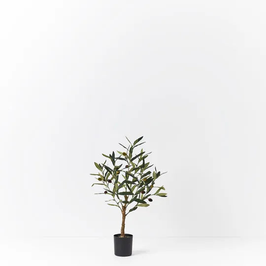 Olive Tree