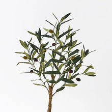 Load image into Gallery viewer, Olive Tree
