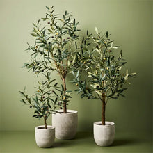 Load image into Gallery viewer, Olive Tree
