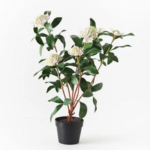 Load image into Gallery viewer, Waratah Plant
