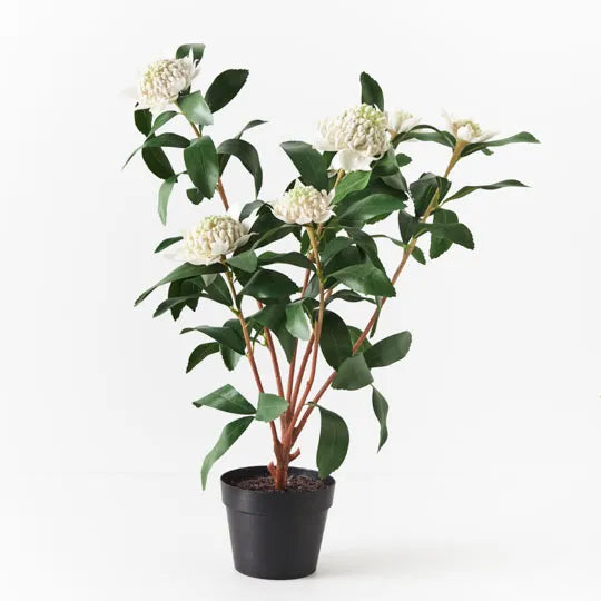 Waratah Plant