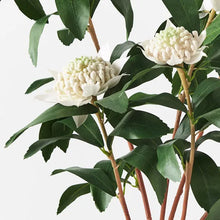 Load image into Gallery viewer, Waratah Plant
