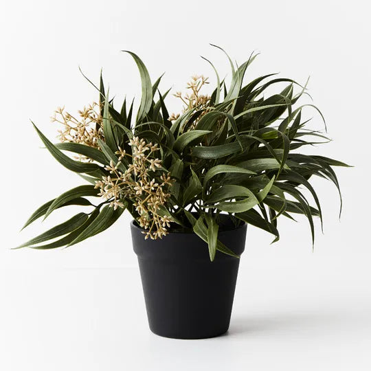 Eucalyptus Seed Bush In Pot