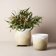 Load image into Gallery viewer, Eucalyptus Seed Bush In Pot
