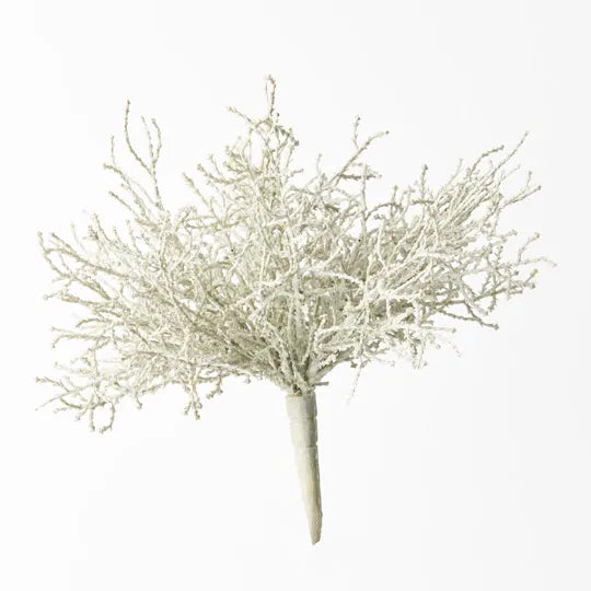 Santolina Bush