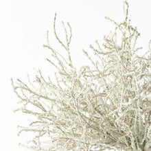 Load image into Gallery viewer, Santolina Bush
