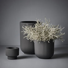 Load image into Gallery viewer, Santolina Bush
