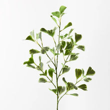 Load image into Gallery viewer, Ficus Triangle Spray

