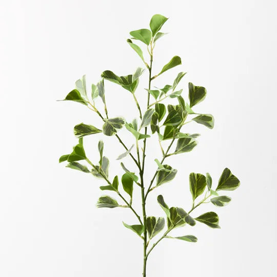 Ficus Triangle Spray
