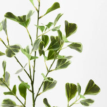 Load image into Gallery viewer, Ficus Triangle Spray

