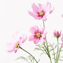 Load image into Gallery viewer, Cosmos Spray - Pink Mauve
