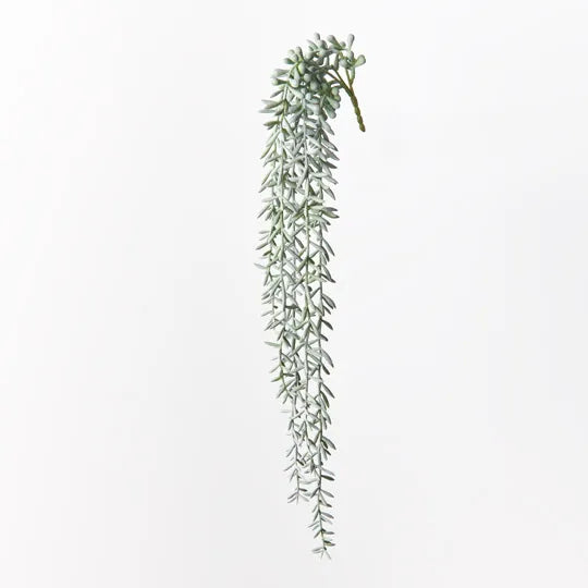 String of Bananas Hanging Bush