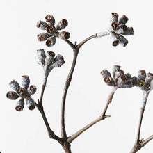 Load image into Gallery viewer, Eucalyptus Seed Spray
