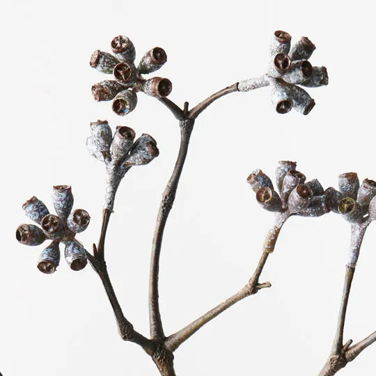 Eucalyptus Seed Spray
