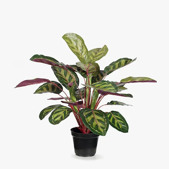 Calathea Plant