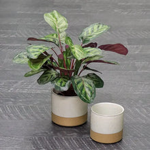 Load image into Gallery viewer, Calathea Plant
