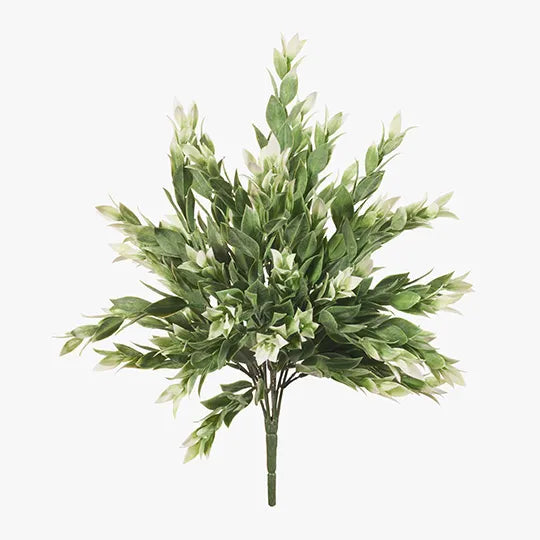 Ruscas Bush