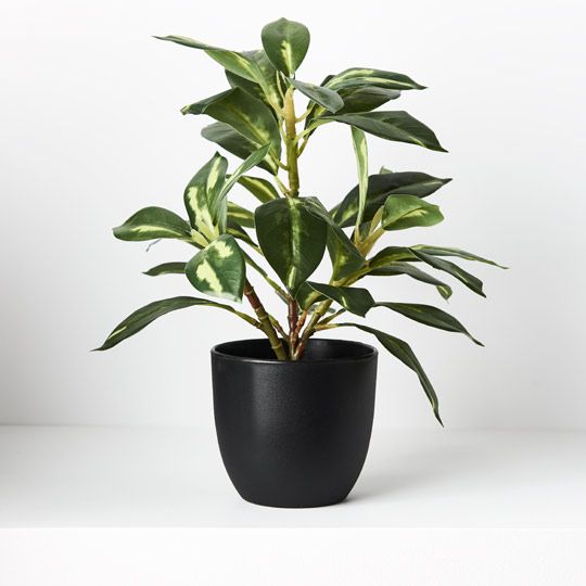 Dieffenbachia in Pot