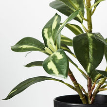 Load image into Gallery viewer, Dieffenbachia in Pot
