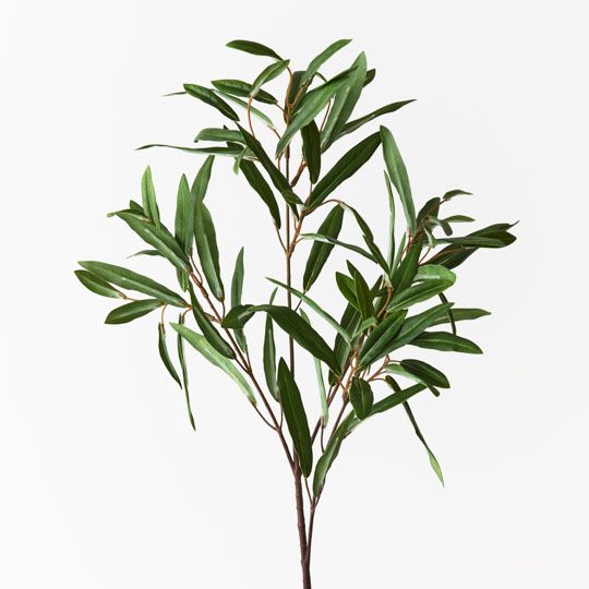 Olive Leaf Spray